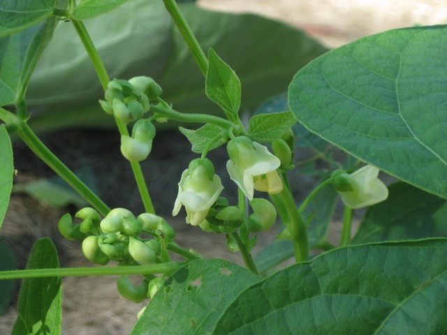 Green Bean Plant
 How to Seed and Grow Green Beans at Home Picture Tutorial