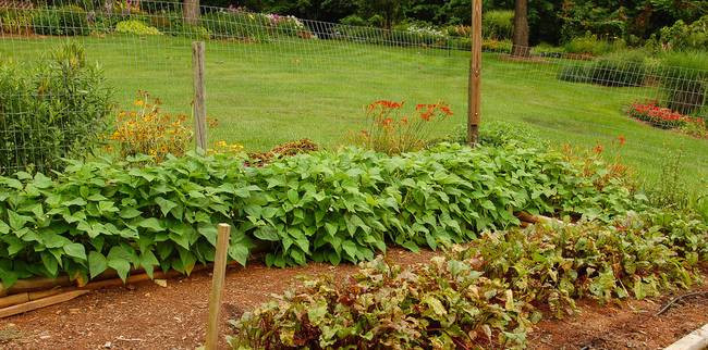 Green Bean Plant
 How to grow green beans even with a brown thumb TreeHugger