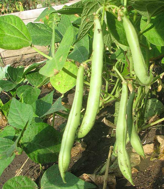 Green Bean Plant
 Green Beans PHASEOLUS VULGARIS