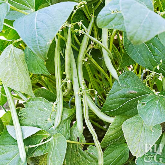 Green Bean Plant
 Snap Beans Green Beans