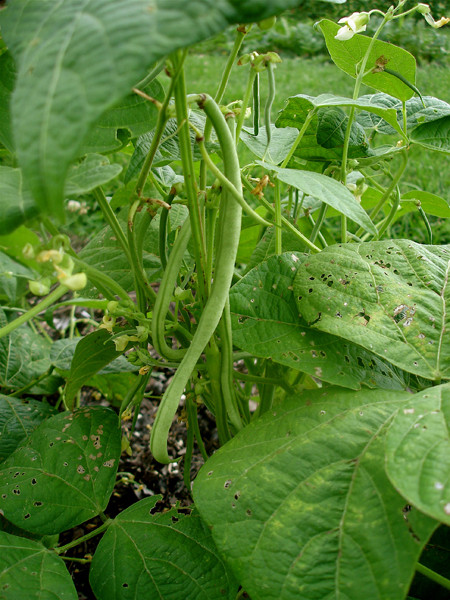 Green Bean Plant
 Growing Snap Beans Bonnie Plants