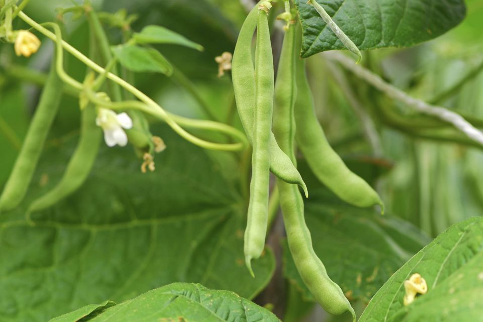 Green Bean Plant
 The Best panion Plants for Pole Beans and Bush Beans