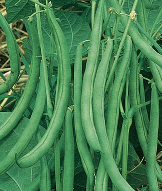 Green Bean Plant
 Contender Green Bean Seeds Huge yields of excellent