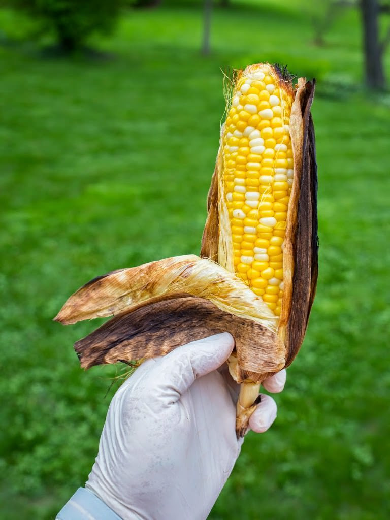 Grill Corn In Husk
 Grilled In The Husk Corn DadCooksDinner