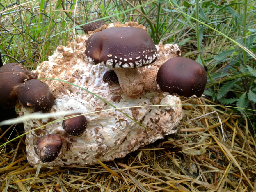 Growing Shiitake Mushrooms
 From Sawdust to Shiitake Core77