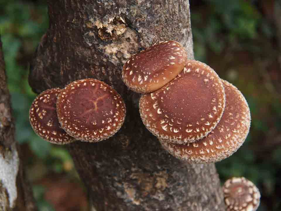 Growing Shiitake Mushrooms
 Learn 10 Awesome Health benefits of Shiitake Mushroom