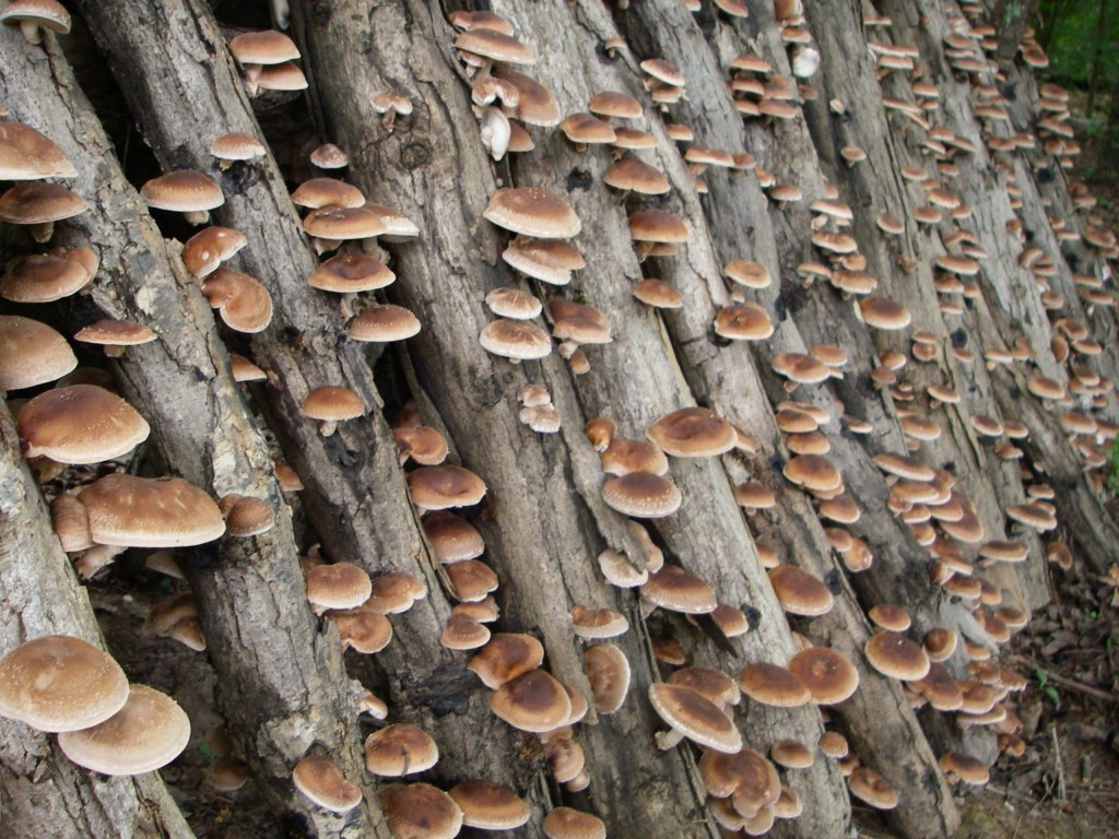 Growing Shiitake Mushrooms
 Mushroom Cultivation