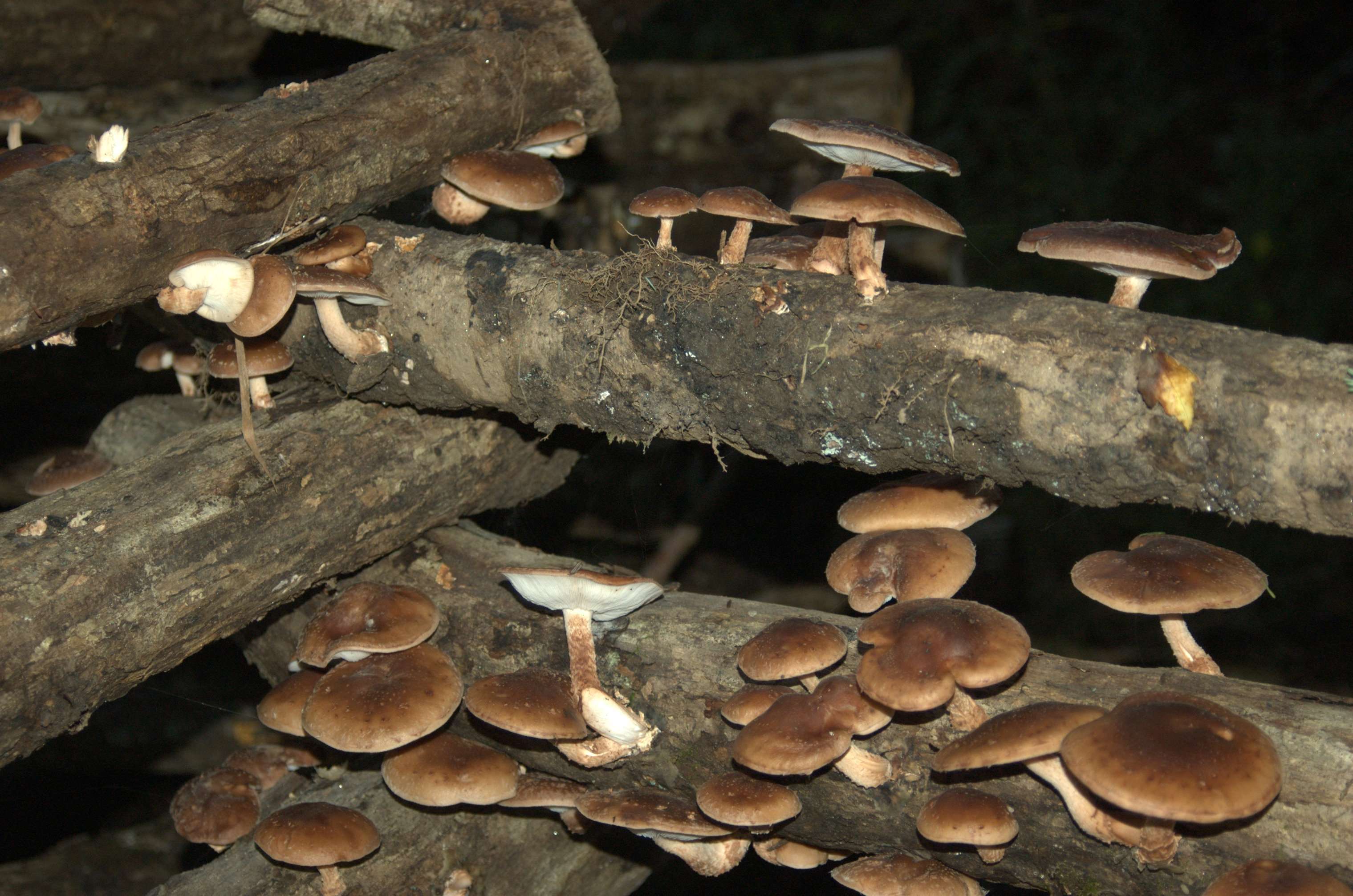 Growing Shiitake Mushrooms
 Mushrooms Archives – REALfarmacyREALfarmacy