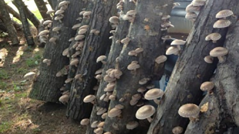Growing Shiitake Mushrooms
 Plant ce Harvest Again and Again and Again How To