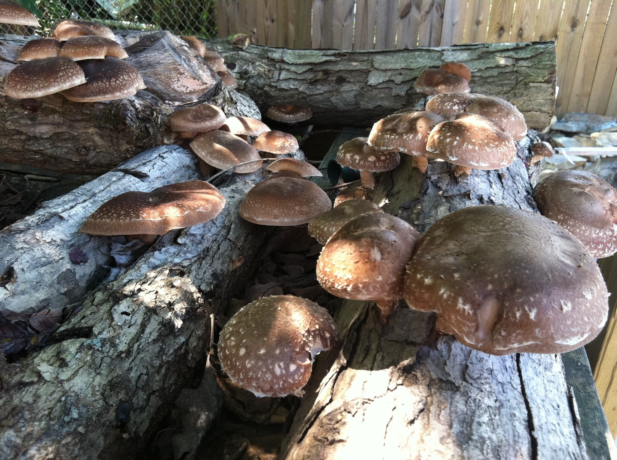 Growing Shiitake Mushrooms
 Mushroom Cultivation Good books for Aussies Milkwood