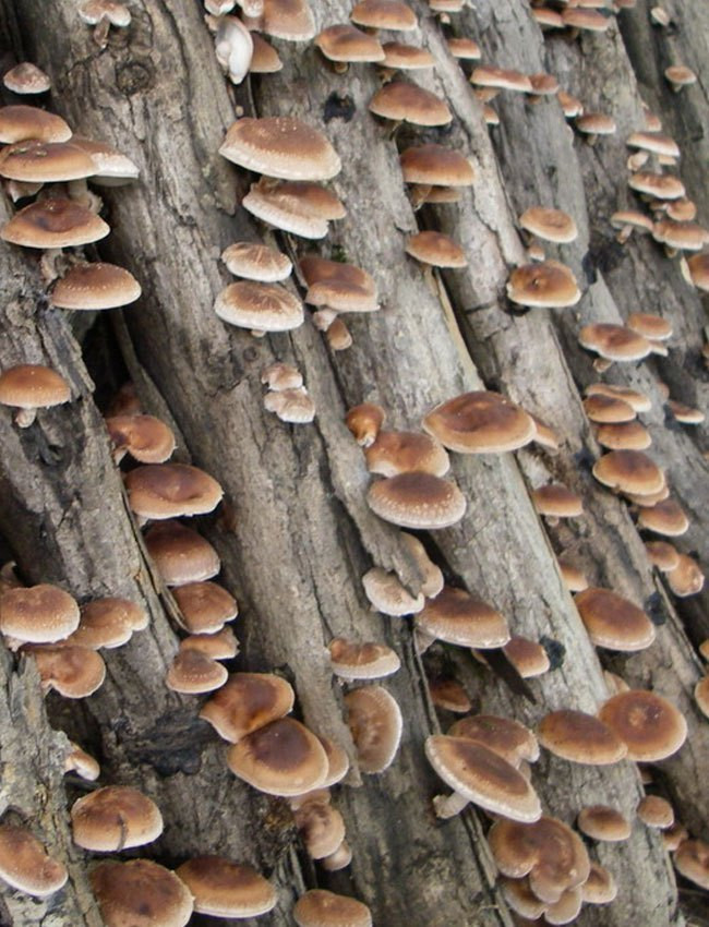 Growing Shiitake Mushrooms
 Mushrooms & Market
