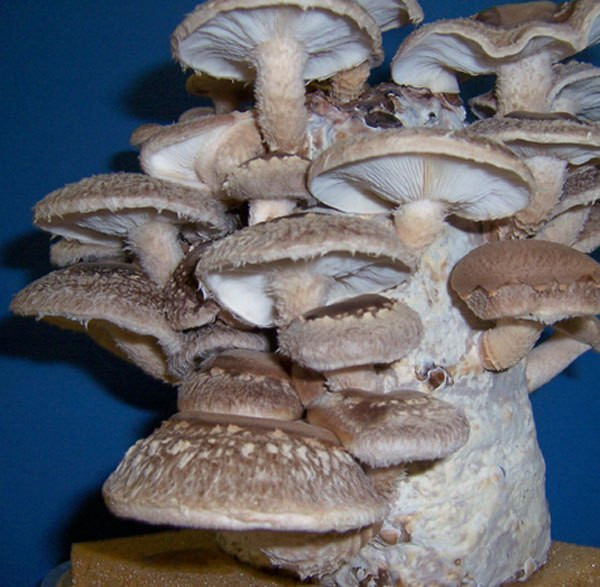 Growing Shiitake Mushrooms
 Shiitake Mushroom Growing Kit – Gourmet Mushroom Growing