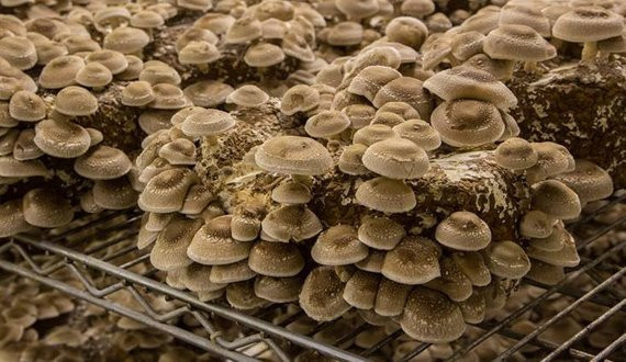 Growing Shiitake Mushrooms
 Shiitake Mushroom Growing Kit FREE SHIPPING