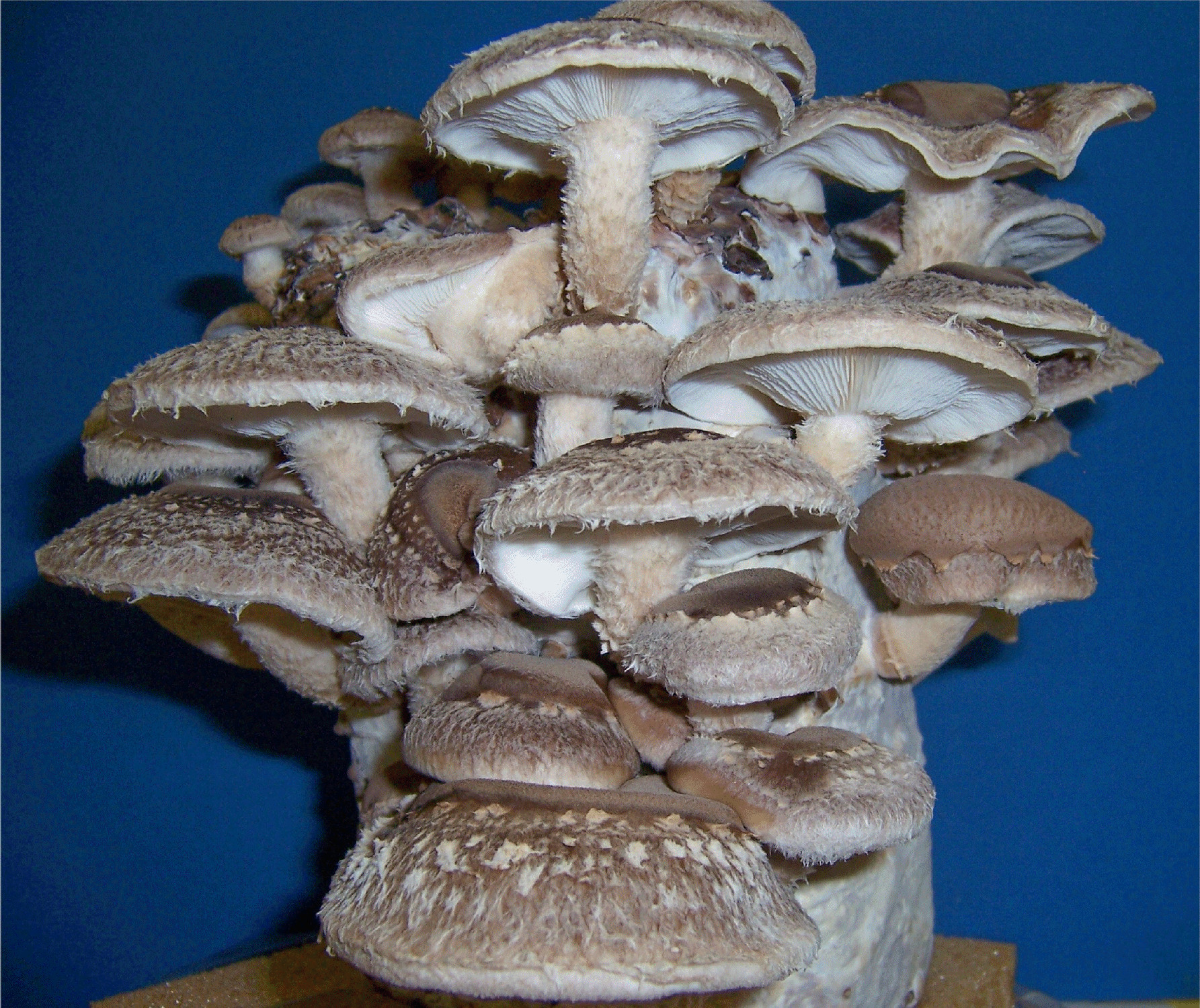 Growing Shiitake Mushrooms
 Shiitake Mushroom Log Kit – Gourmet Mushroom Kits & Products