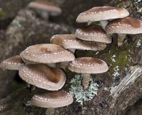 Growing Shiitake Mushrooms
 Shiitake Mushroom Mycelium Plug Spawn 40 By