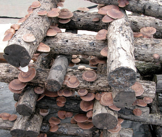 Growing Shiitake Mushrooms
 Growing Shiitake Mushrooms is Easier Than You Think