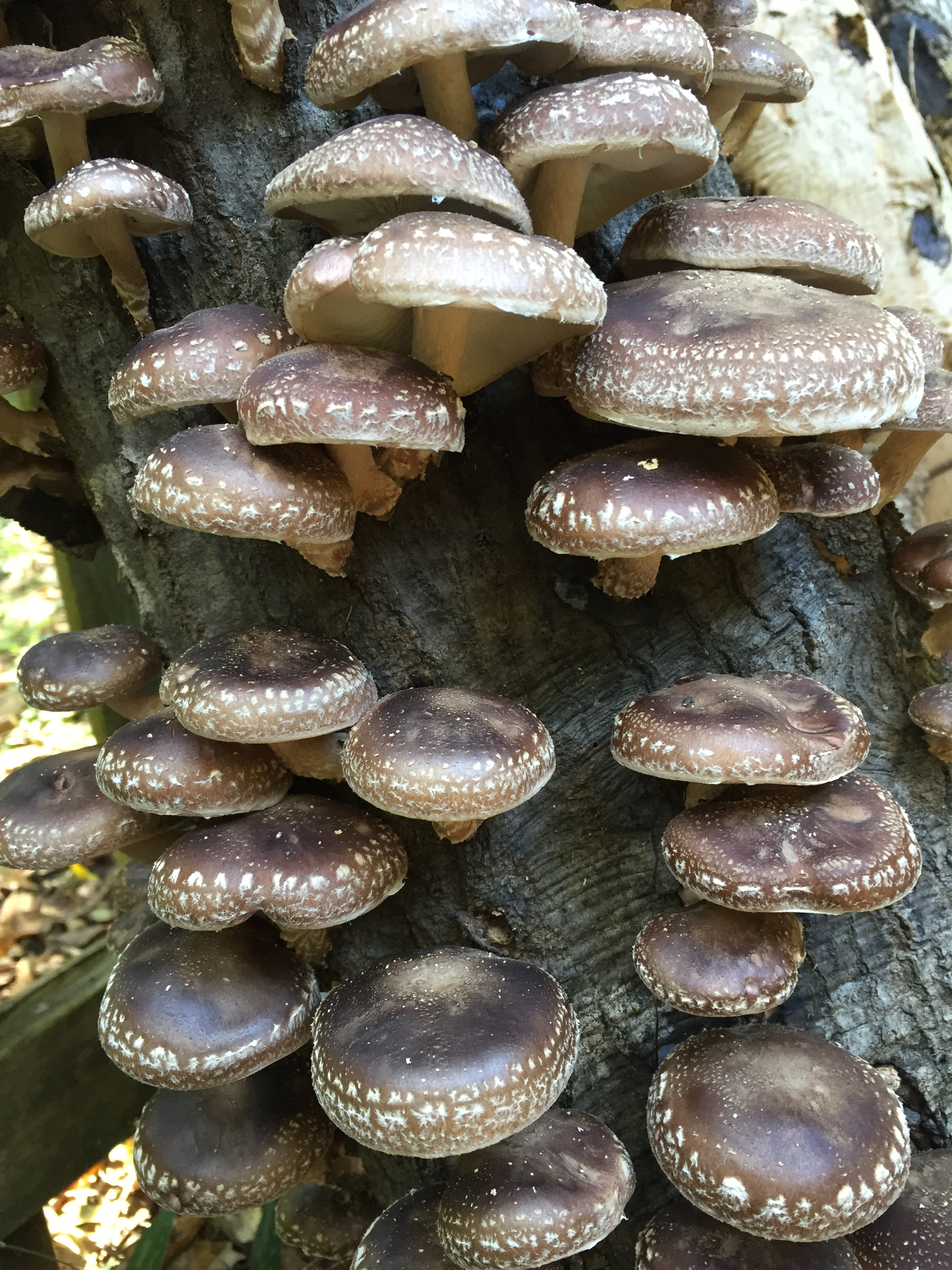 Growing Shiitake Mushrooms
 How to Grow Shiitake Mushrooms