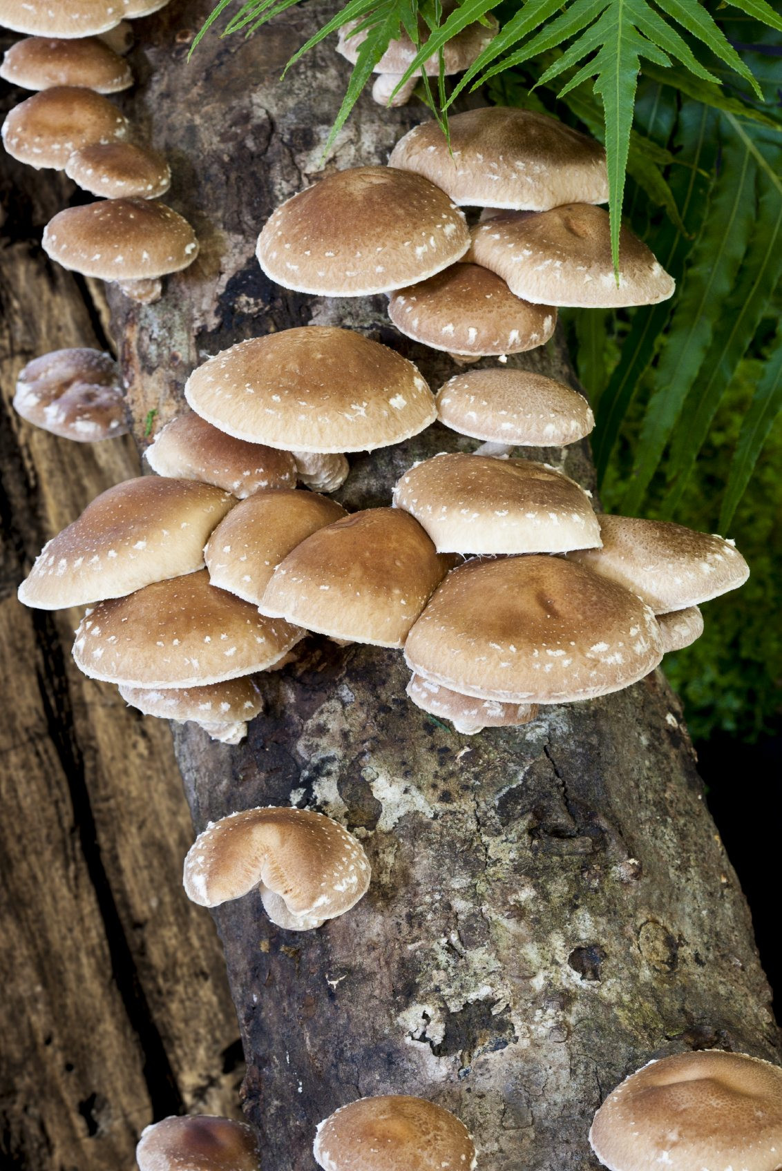 Growing Shiitake Mushrooms
 Can You Grow Shiitake Mushrooms Indoors – Tips Growing