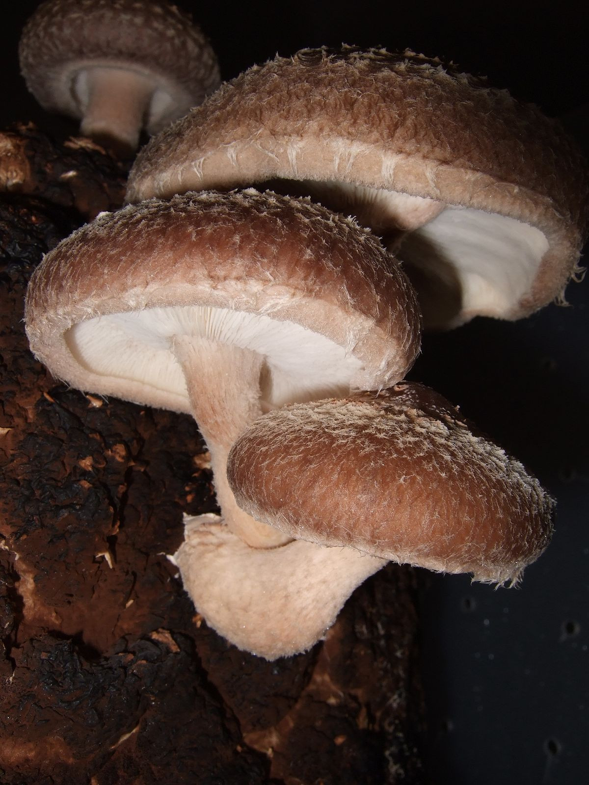 Growing Shiitake Mushrooms
 Shiitake