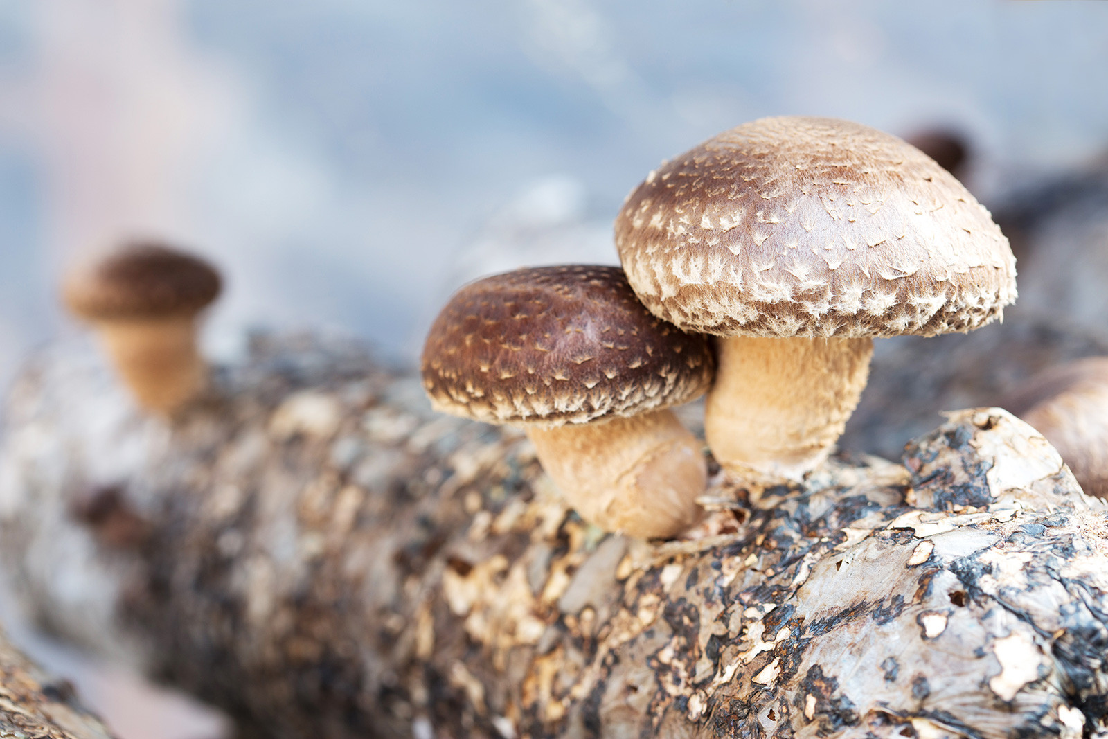 Growing Shiitake Mushrooms
 The Foolproof Guide for Growing Mushrooms at Home
