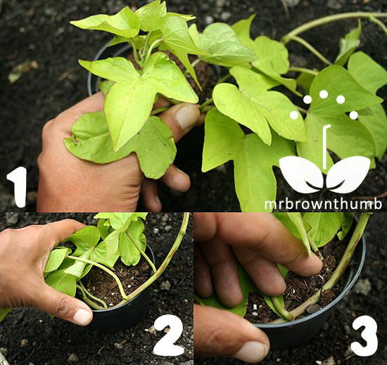 Growing Sweet Potato Vine
 Best ideas about Gardening Propagating Cuttings Vine