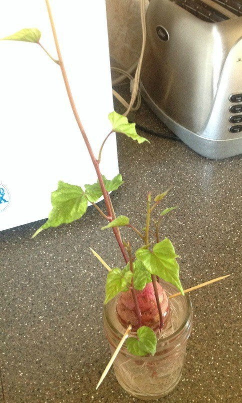 Growing Sweet Potato Vine
 How to grow a sweet potato vine from a sweet potato