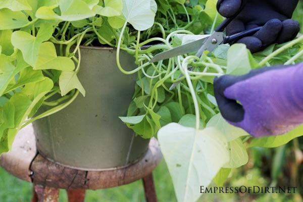 Growing Sweet Potato Vine
 How to Grow Sweet Potato Vine from Cuttings Empress of Dirt