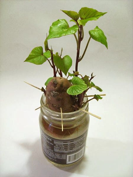 Growing Sweet Potato Vine
 170 best images about Growing Sweet Potatoes on Pinterest