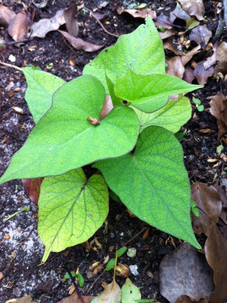 Growing Sweet Potato Vine
 Grow Your Own Organic Food Organic Andrea