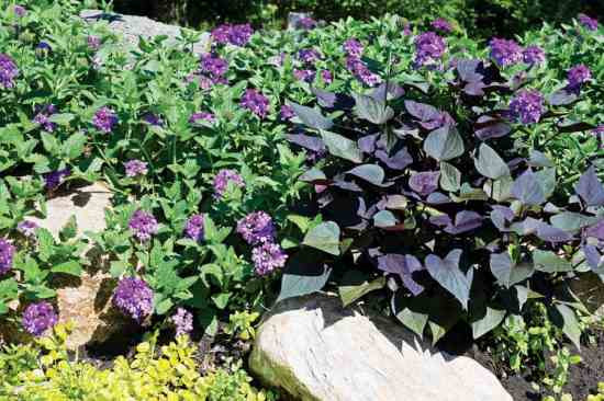 Growing Sweet Potato Vine
 Growing Sweet Potatoes