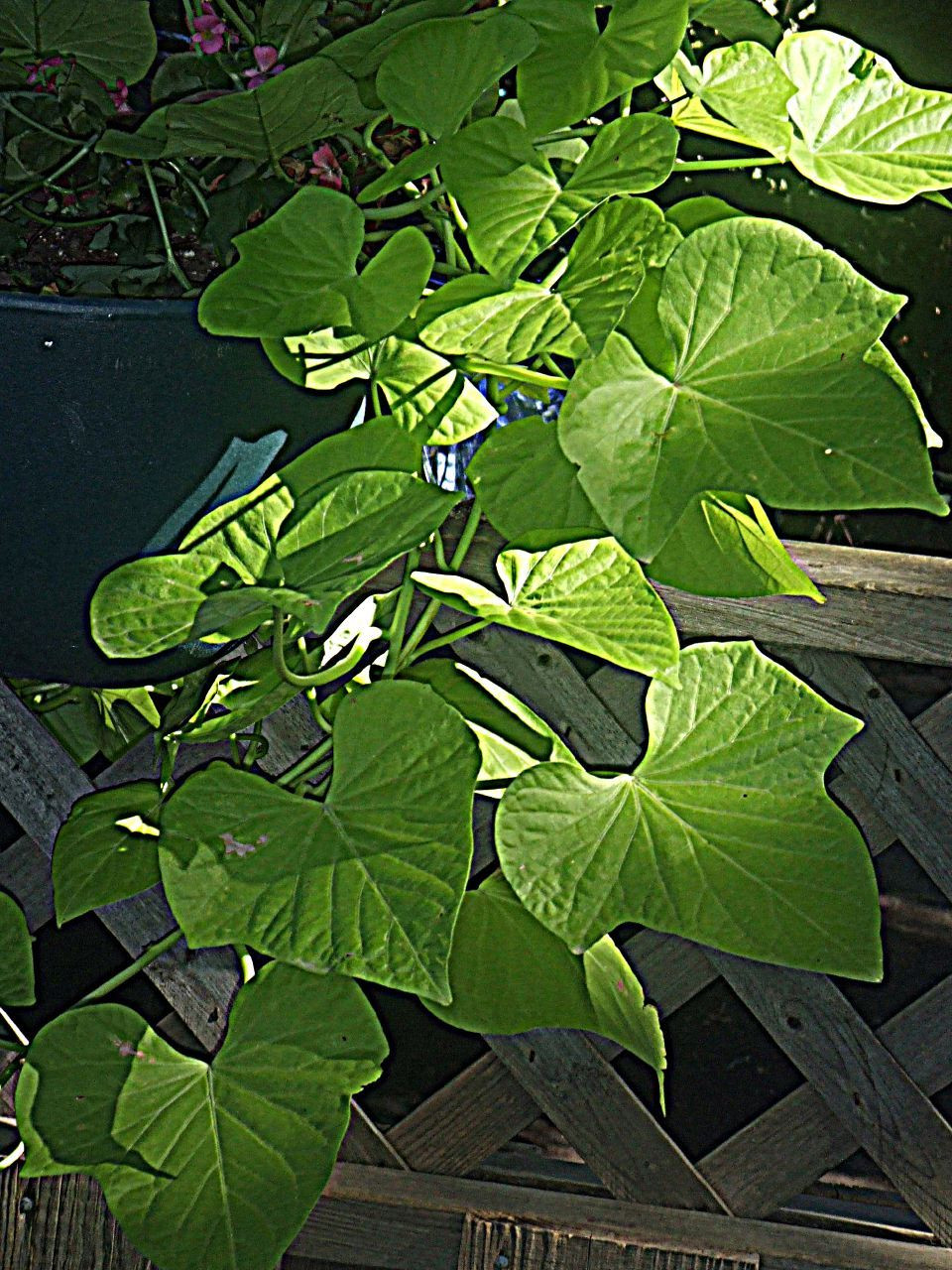 Growing Sweet Potato Vine
 Growing Sweet Potato Vines Care Ornamental Sweet