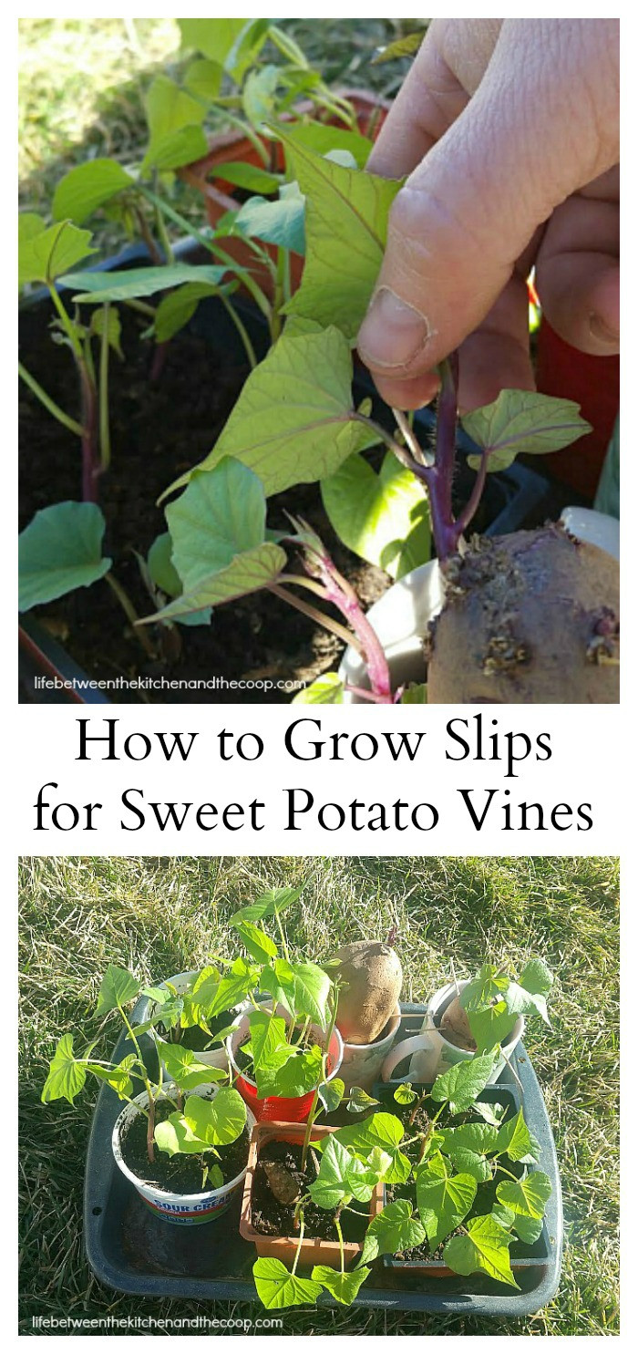 Growing Sweet Potato Vine
 Homegrown Slips to Grow Your Own Sweet Potato Vine