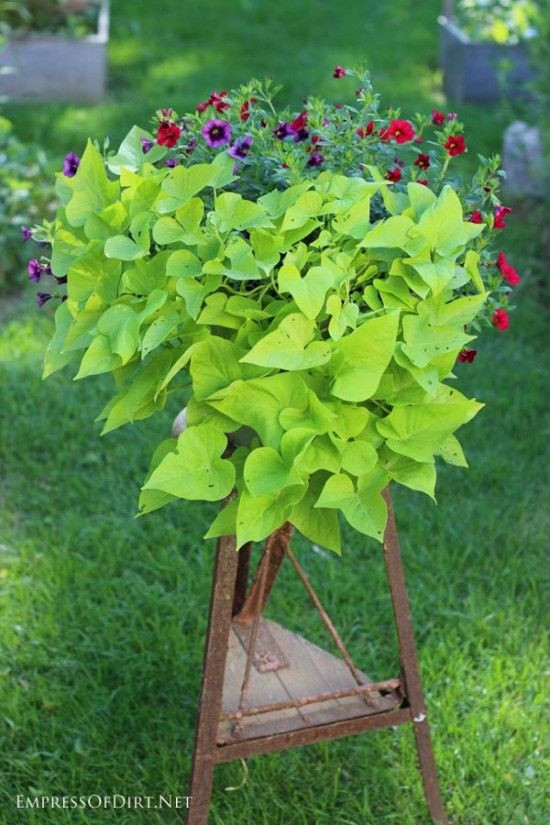 Growing Sweet Potato Vine
 How To Grow Sweet Potato Vines From Tubers Video