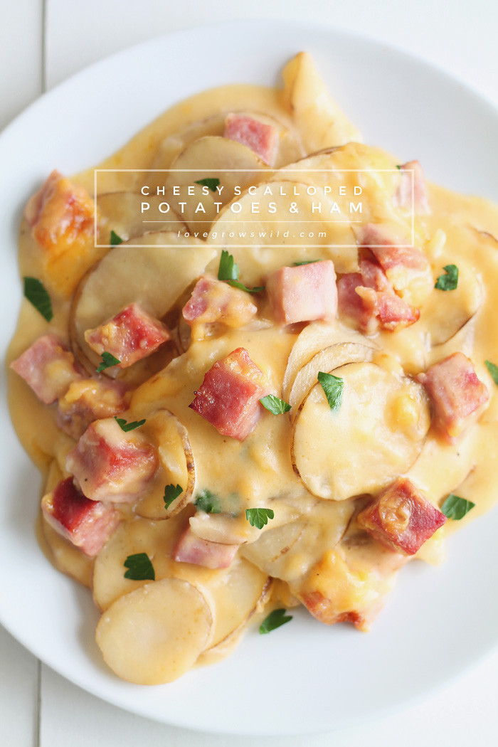 Ham And Potato Recipes
 Cheesy Scalloped Potatoes with Ham Love Grows Wild