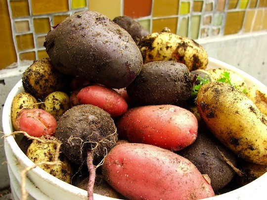 History Of The Potato
 Natural History of the Kitchen The Potato – Eat Me Daily