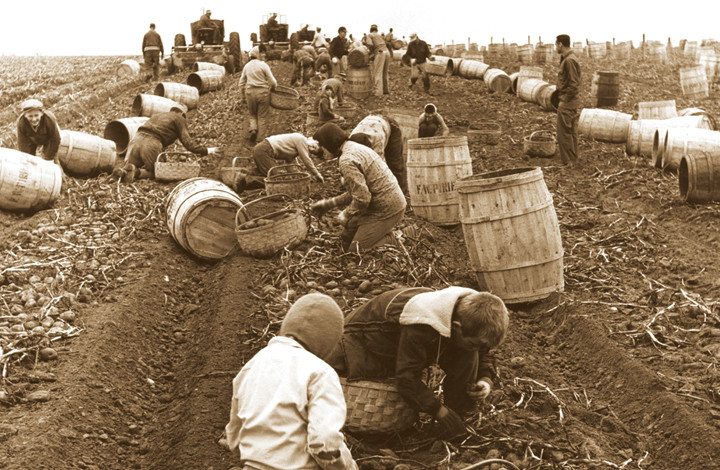 History Of The Potato
 Why NB Potatoes