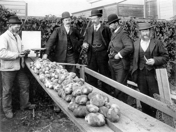 History Of The Potato
 Potatoes