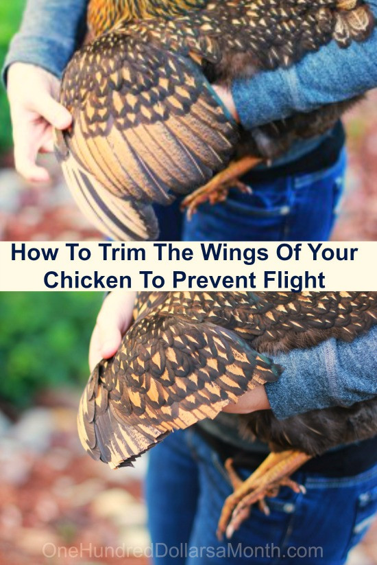 How To Clip Chicken Wings
 How To Clip Chicken Wings e Hundred Dollars a Month