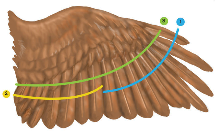 How To Clip Chicken Wings
 A Guide to Clipping Chicken Wings