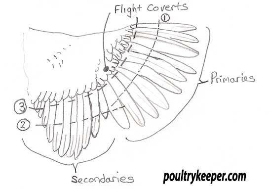 How To Clip Chicken Wings
 How to Clip a Chicken s Wing