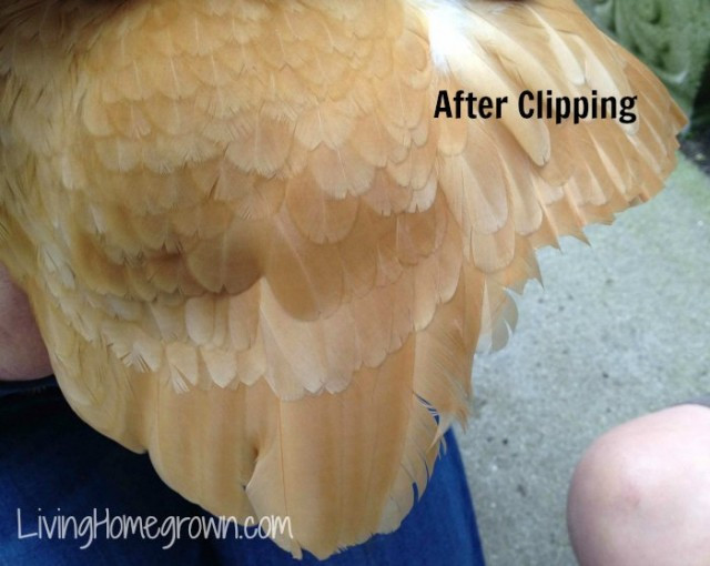 How To Clip Chicken Wings
 Living Homegrown