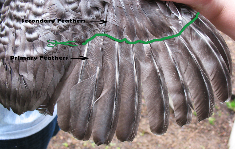 How To Clip Chicken Wings
 Clipping Chicken’s Wings