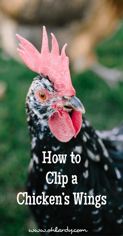 How To Clip Chicken Wings
 How to Clip a Chicken s Wings Oh Lardy