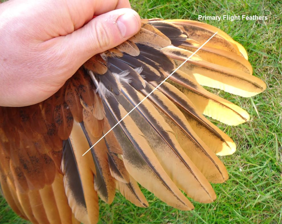 How To Clip Chicken Wings
 How to clip chickens wings for beginners