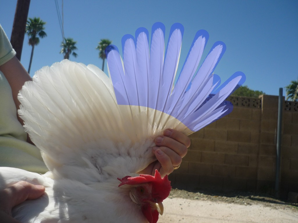 How To Clip Chicken Wings
 How to Clip a Chicken s Flight Feathers Microfarm