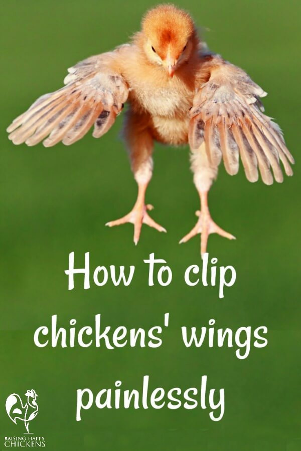 How To Clip Chicken Wings
 Incubating chicken eggs your questions answered