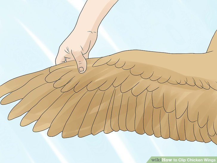 How To Clip Chicken Wings
 How to Clip Chicken Wings 4 Steps with wikiHow