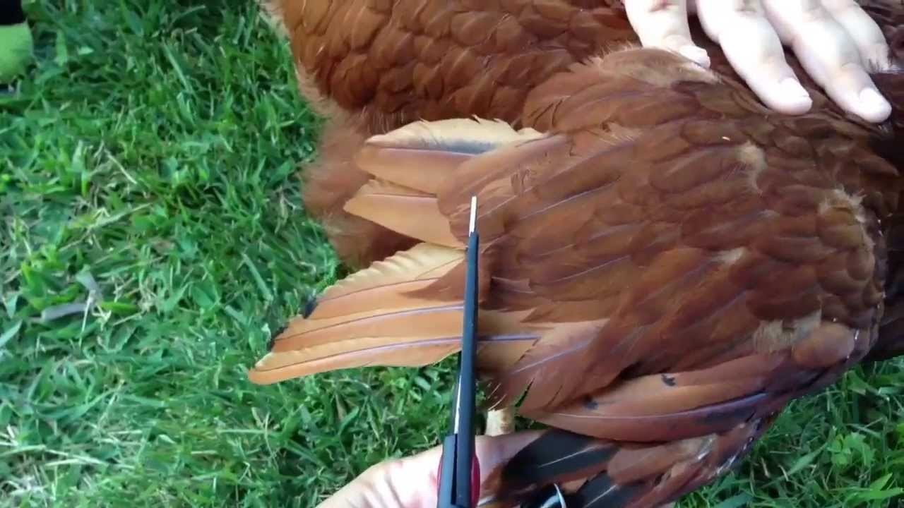 How To Clip Chicken Wings
 How to Clip Trim a Chicken s Wings