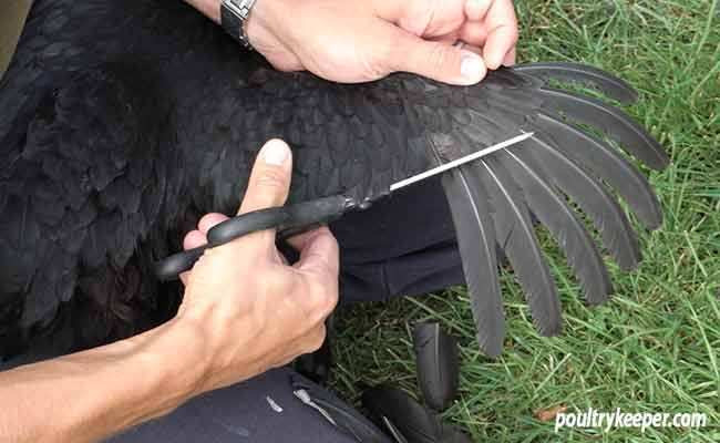 How To Clip Chicken Wings
 How to Clip a Chicken s Wing