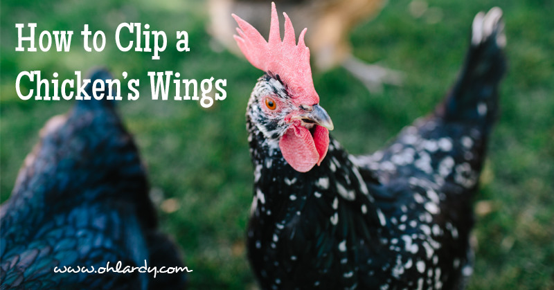 How To Clip Chicken Wings
 How to Clip a Chicken s Wings Oh Lardy